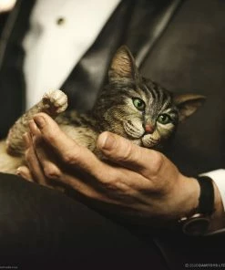 Best Sale ⌛ Hot Pop Stars And Celebrity's Vito Andolini Corleone (1972) Statue By Damtoys The Godfather ⭐ 48 Hot Pop Stars And Celebrity's Vito Andolini Corleone (1972) Statue By Damtoys The Godfather